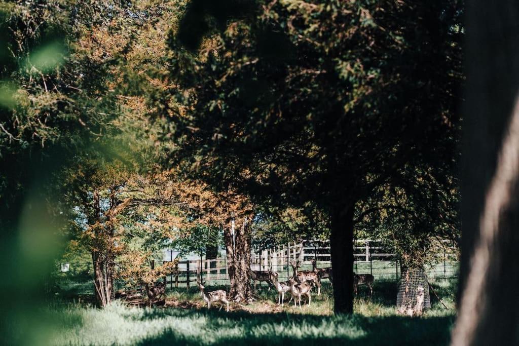 The Dower House At Parnham Park Villa Beaminster Buitenkant foto